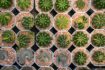 Top-down view of colorful cacti in small pots arranged in a grid pattern at a garden center or nursery for decorative indoor use