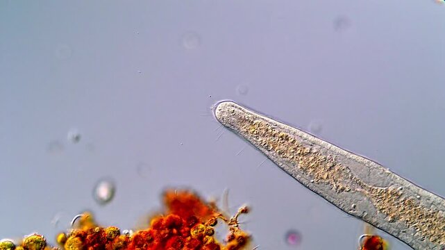 Freshwater flatworm Stenostomum gliding under microscope