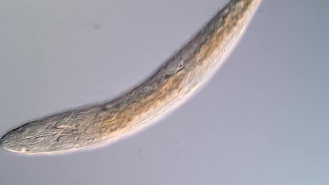 Microscopy footage of freshwater Stenostomum flatworm in motion