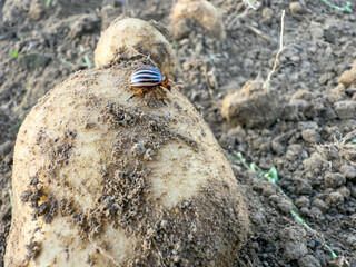 Colorado potato beetle (Leptinotarsa decemlineata) on potato tuber in soil, dangerous pest causing serious crop damage and threat to potato harvest.