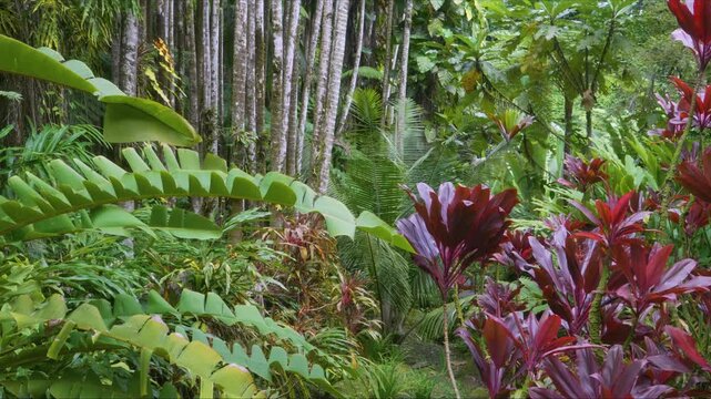 This footage captures the dense foliage, including various ferns, broad-leafed plants, and the striking red hues of Cordyline fruticosa, creating an atmosphere of serene natural wonder. Ideal for proj