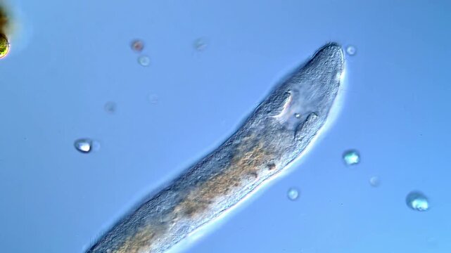 Freshwater Stenostomum flatworm captured by microscopy in 4K