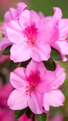 Close-up of pink azaleas