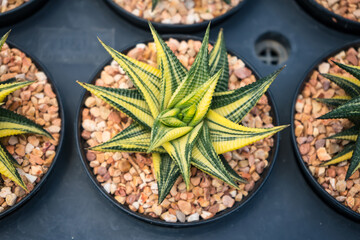 Close-up of a variegated star-shaped succulent plant in a black pot filled with small light-brown pebbles viewed from above