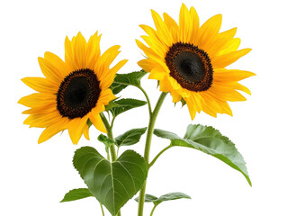 Two vibrant sunflowers with bright yellow petals and dark centers against a black background stand tall