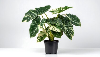 A vibrant houseplant in a pot