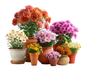 Assorted potted chrysanthemum plants in terracotta pots