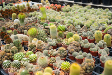 A diverse collection of various cacti and succulents in pots displayed in a greenhouse or garden center setting