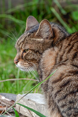 Portrait of an old cat on an autumn day