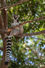 a ring-tailed lemur sits on a tree