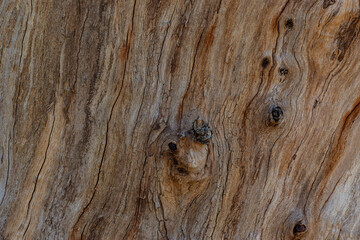bark of a tree close up
