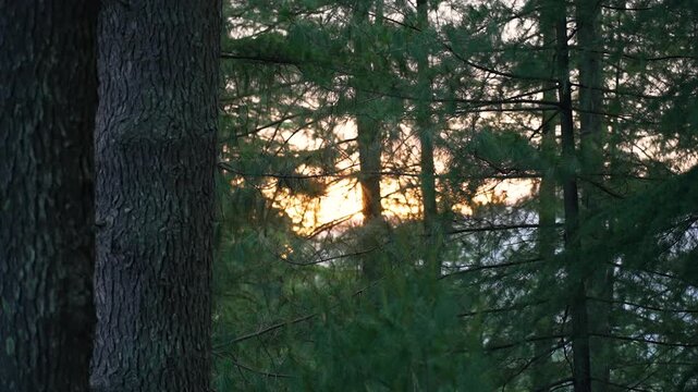 View of the Pine Trees with sun casting flare between the trees at Van Vihar surrounding the Hidimba Devi Temple at Old Manali in Himachal Pradesh, India.