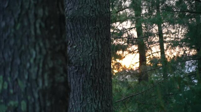 View of the Pine Trees with sun casting flare between the trees at Van Vihar surrounding the Hidimba Devi Temple at Old Manali in Himachal Pradesh, India.
