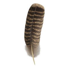 Real photo of turkey feather with transparent background