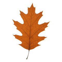 Obraz premium Real photo of single orange oak leaf with transparent background