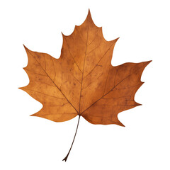 Obraz premium Real photo of autumn leaf with transparent background