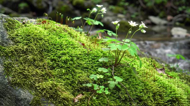 Mossy rock garden with delicate white blooms