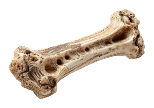 Examining fossilized bone remains museum exhibit natural science isolated on transparent background