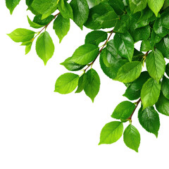 Fresh green leaves nature plant life environment isolated on transparent background