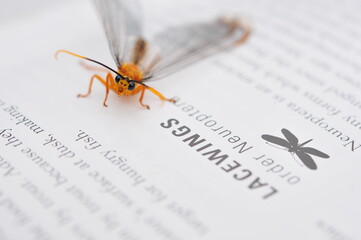 Insect textbook entry for lacewing insect, featuring an actual lacewing.
