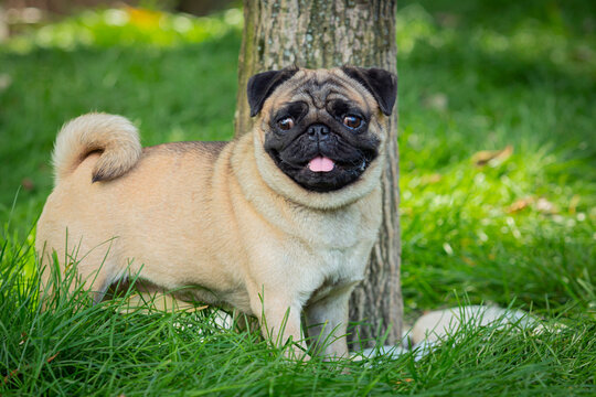 A pug dog walks through a summer meadow. Close-up.