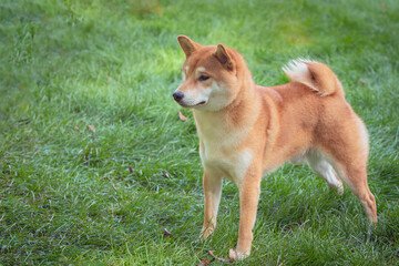 A beautiful The Shiba Inu  dog strolls through a summer meadow. Close-up.