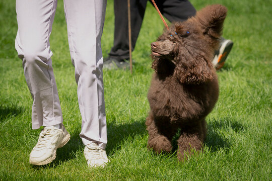 Handler shows a poodle dog at a dog show. A beautiful poodle dog poses at a dog show.