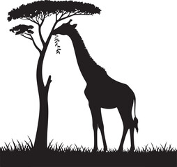 Silhouette of a giraffe eating leaves from an acacia tree in the african savanna