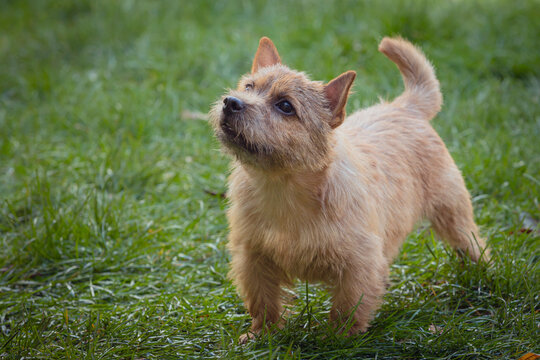 A beautiful The Norwich Terrier dog strolls through a summer meadow. Close-up.
