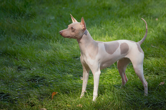 A beautiful The American Hairless Terrier dog strolls through a summer meadow. Close-up.