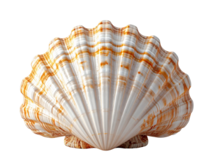 Realistic Seashell Isolated on White Background PNG