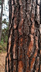 Obraz premium Pine tree trunk texture close-up