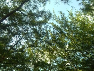 Obraz premium Sunlit Tree Canopy With Green Leaves and Blue Sky Over Quiet Forest Scene