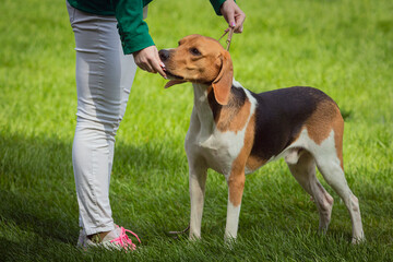 Handler shows The English Foxhound  dog at a dog show. A beautiful The English Foxhound  dog poses at a dog show.