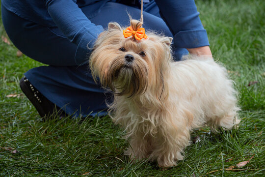 Handler shows The Yorkshire Terrier dog at a dog show. A beautiful The Yorkshire Terrier dog poses at a dog show.