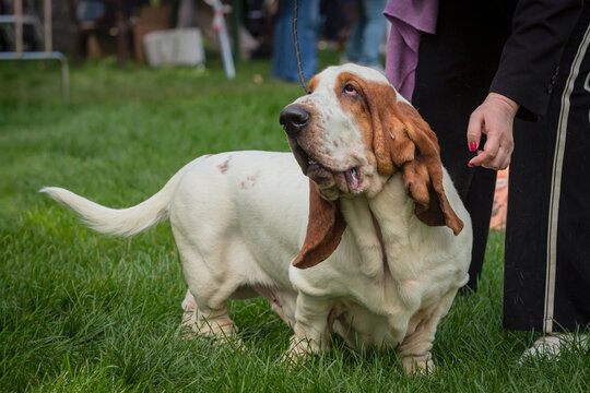 Handler shows The Basset Hound dog at a dog show. A beautiful The Basset Hound dog dog poses at a dog show.