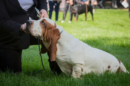 Handler shows The Basset Hound dog at a dog show. A beautiful The Basset Hound dog dog poses at a dog show.