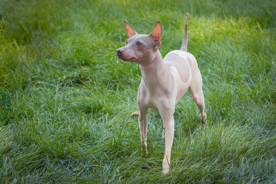 A beautiful The American Hairless Terrier dog strolls through a summer meadow. Close-up.
