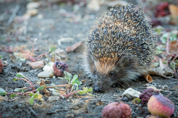 Close-up of a wild European hedgehog in an autumn garden.