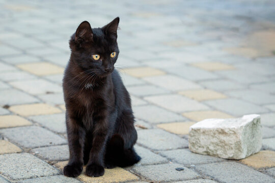 Portrait of a small black kitten walking in the yard