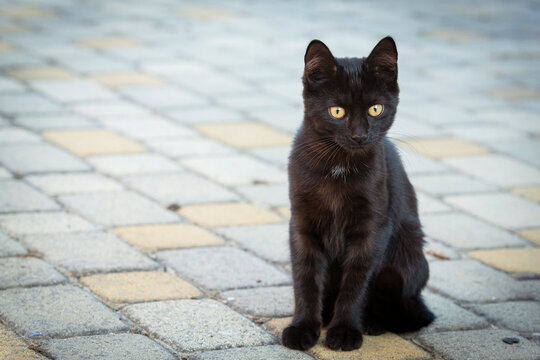 Portrait of a small black kitten walking in the yard