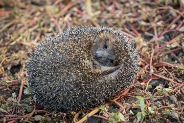 Close-up of a wild European hedgehog in an autumn garden.