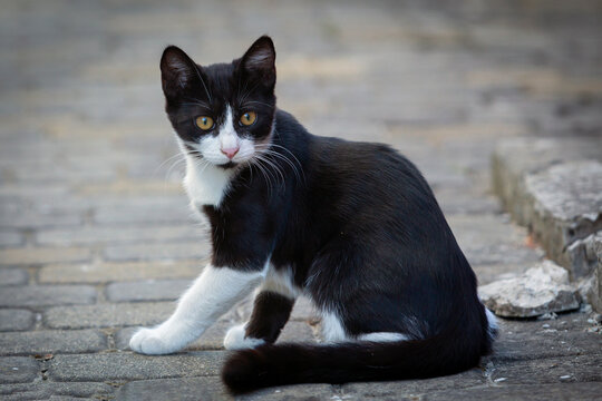 Portrait of a small black kitten with a white muzzle walking around the yard.