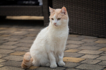 Close-up of a Turkish Van cat sitting in a courtyard on a summer day.