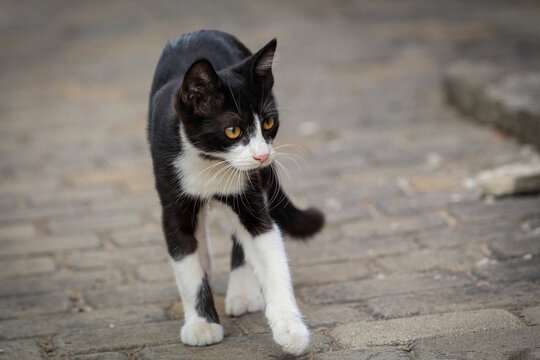 Portrait of a small black kitten with a white muzzle walking around the yard.