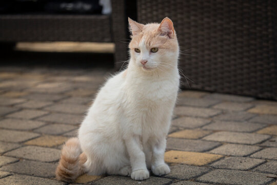 Close-up of a Turkish Van cat sitting in a courtyard on a summer day.