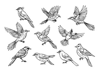 bird line art