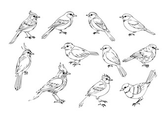 bird line art