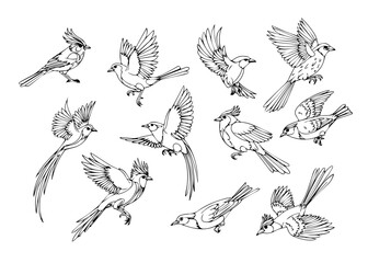 bird line art