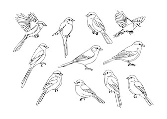 bird line art